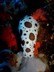 Swiss cow nudibranch, Menorca Spain by Steven Withofs 